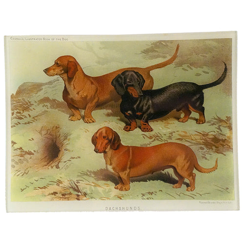 Dachshunds