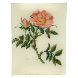 Dog Rose
