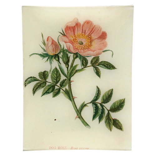 Dog Rose