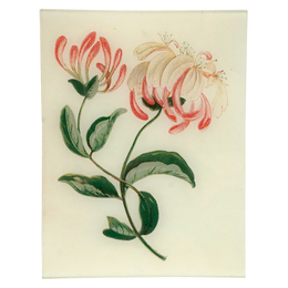 Honeysuckle