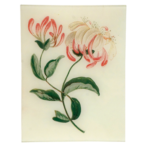 Honeysuckle