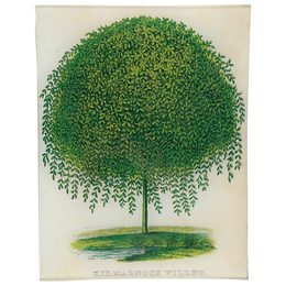 Kilmarnock Willow