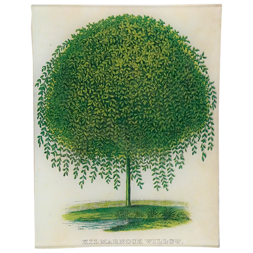 Kilmarnock Willow