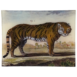 Le Tigre