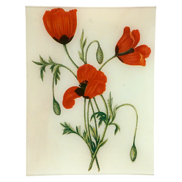 Long Prickly-Headed Poppy