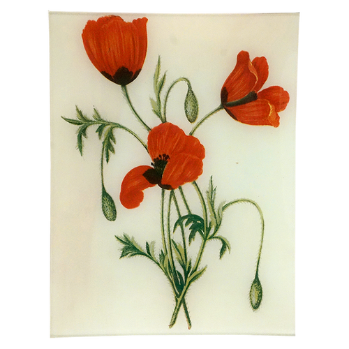 Long Prickly-Headed Poppy