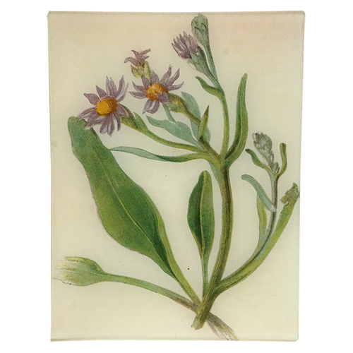 Michaelmas Daisy