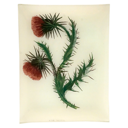 Musk Thistle