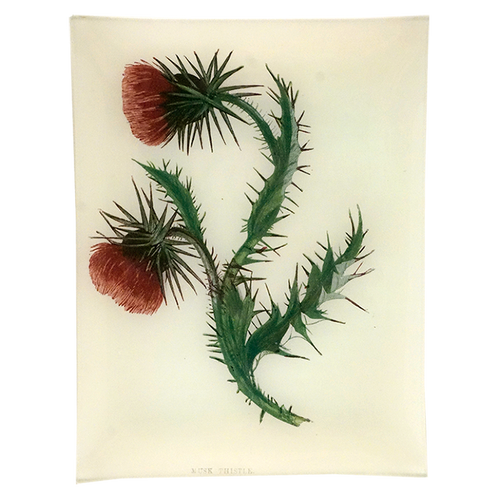 Musk Thistle