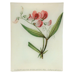Narrow-Leaved Everlasting Pea