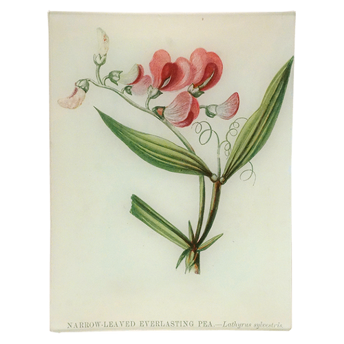 Narrow-Leaved Everlasting Pea