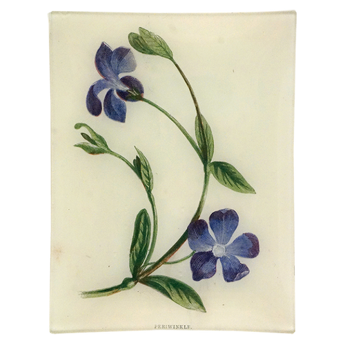 Periwinkle