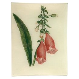 Purple Foxglove