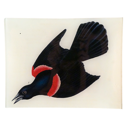 Red-Winged Starling