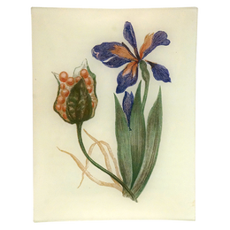 Stinking Iris