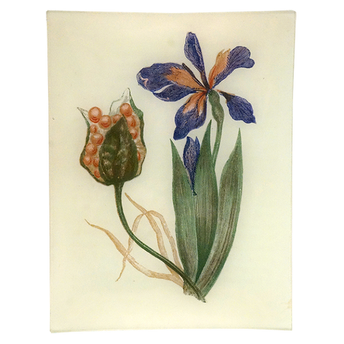 Stinking Iris