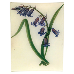 Wild Hyacinth