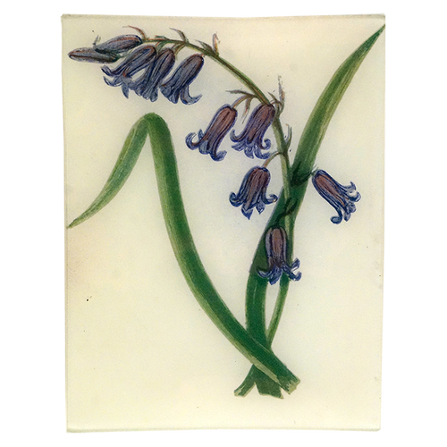 Wild Hyacinth