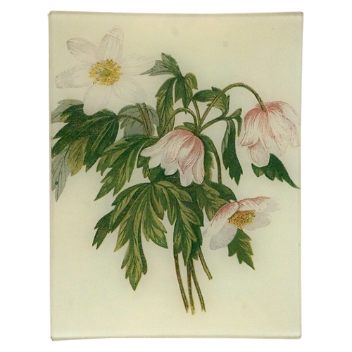 Wood Anemone