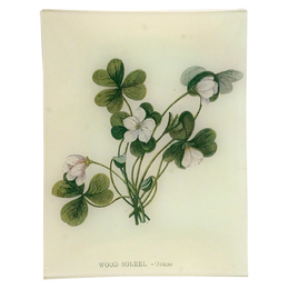 Wood Sorrel