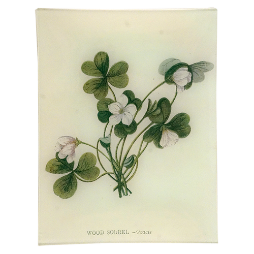 Wood Sorrel