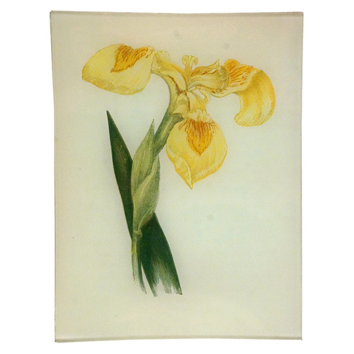 Yellow Iris