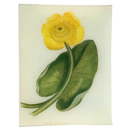 Yellow Water Lily