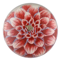 Dark Pink Dahlia