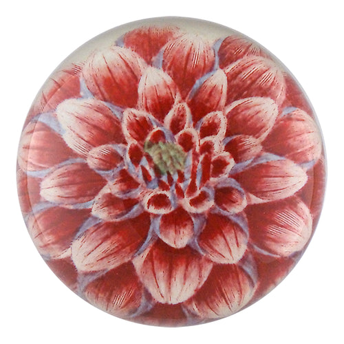 Dark Pink Dahlia