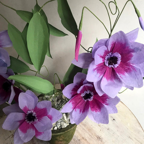 The Green Vase Potted Purple Clematis Florida