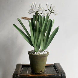 The Green Vase Potted Paperwhites