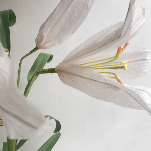 The Green Vase Potted Easter Lily