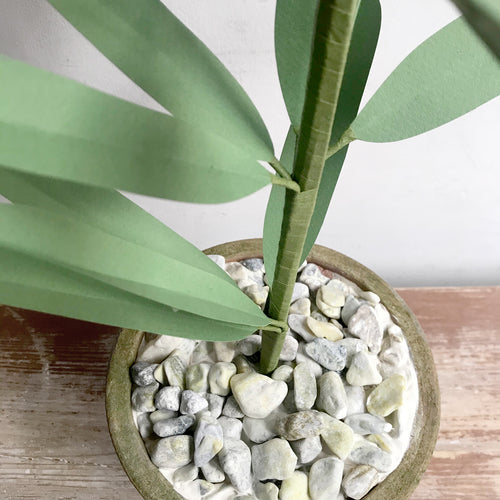 The Green Vase Potted Easter Lily