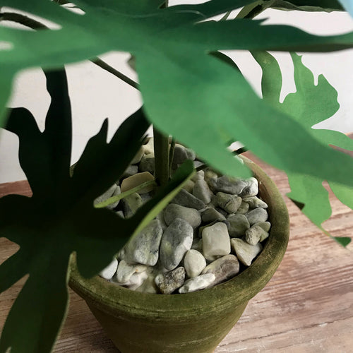 The Green Vase Potted Delphinium