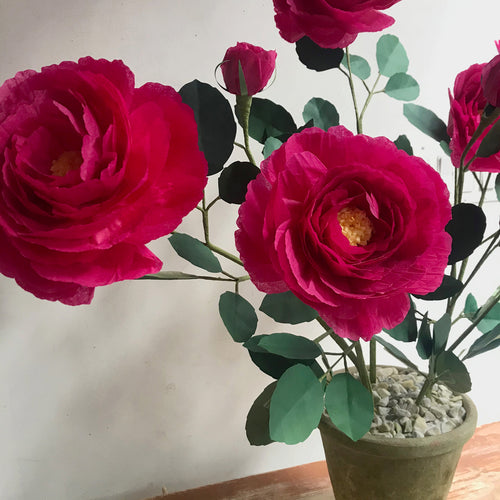 The Green Vase Potted Floribunda Rose