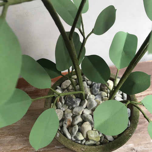 The Green Vase Potted Rose