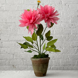 Pink paper plant in a pot 