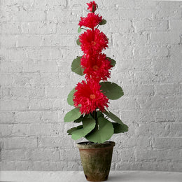 Pink paper plant in a pot 
