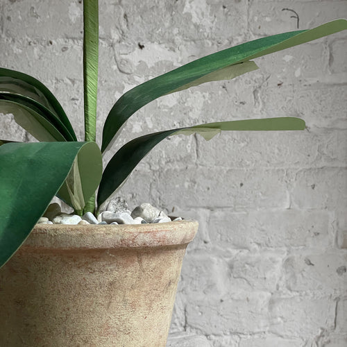 The Green Vase Potted Amaryllis Plant