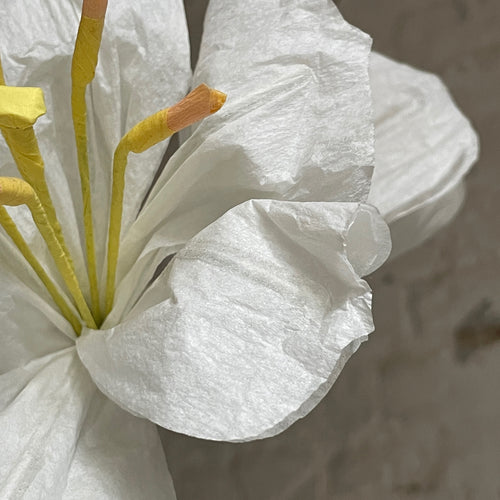 The Green Vase Potted Amaryllis Plant