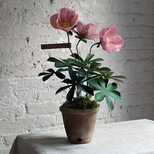 The Green Vase Potted Hellebore Plant