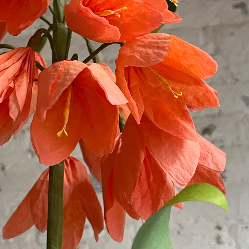 The Green Vase Potted Imperial Fritillaria Plant Vase
