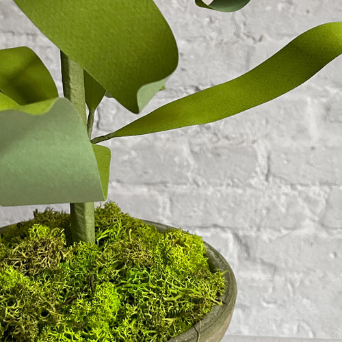 The Green Vase Potted Imperial Fritillaria Plant Vase