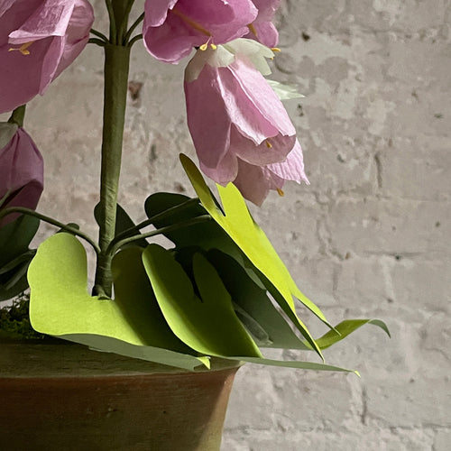 The Green Vase Potted Campanula Plant Vase