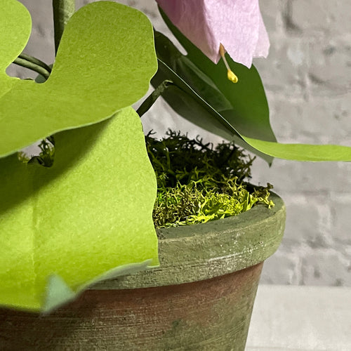 The Green Vase Potted Campanula Plant Vase