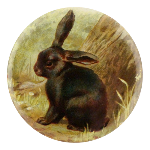 Black Bunny