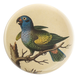Blue Headed Parrot