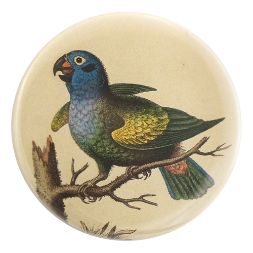 Blue Headed Parrot