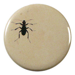 Ant