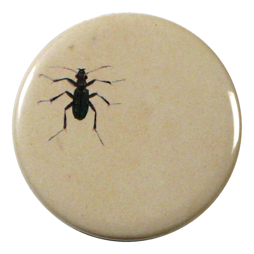 Ant